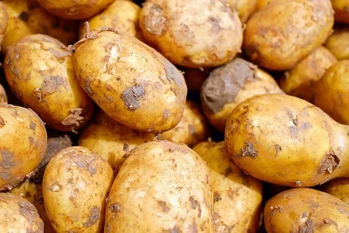 Капельное орошение при возделывании картофеля показало хороший урожай в Ставропольском крае